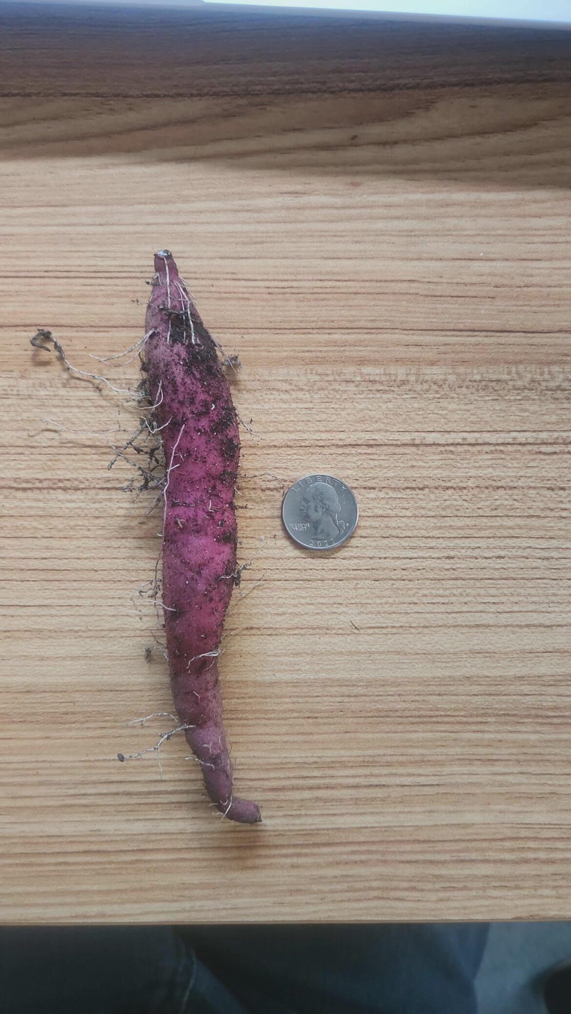 This was found in a flowerpot that was growing chives and general old lady flowers