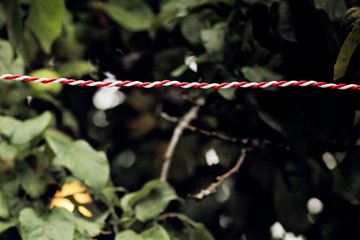Odisha woman arrested for wiring garden with live power line that killed neighbour plucking flowers Odisha woman arrested for wiring garden with live power line that killed neighbour plucking flowers