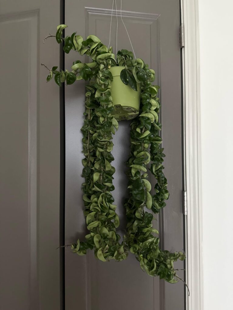 Is there something wrong with my Hoya carnosa compacta??😟