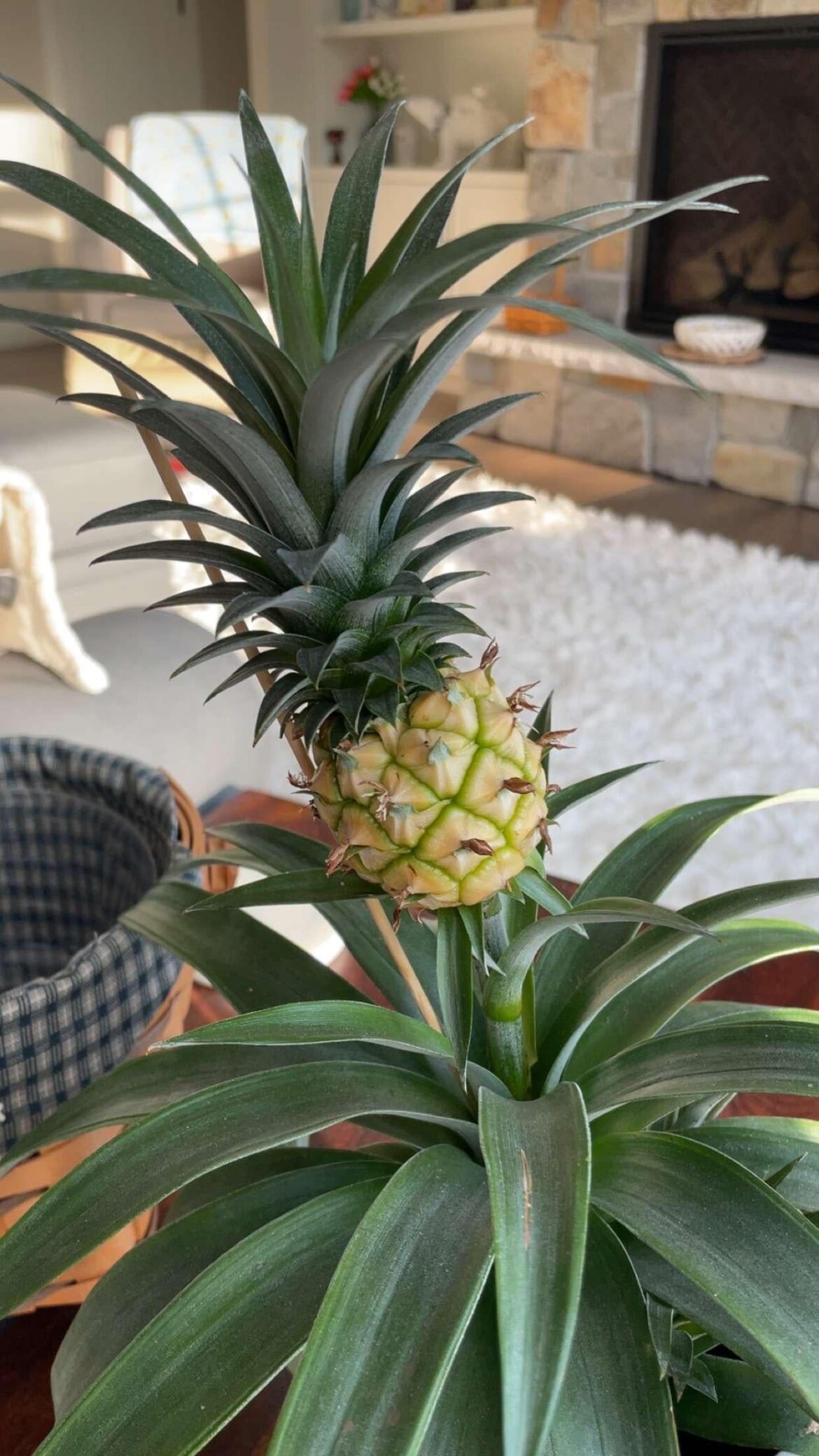 Look what I got at Lowe’s! How cool