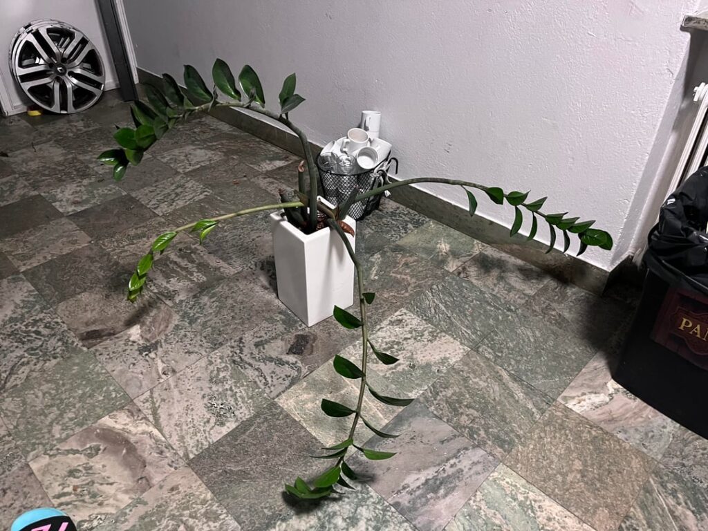 Is it possible to prune the stems of this ZZ?