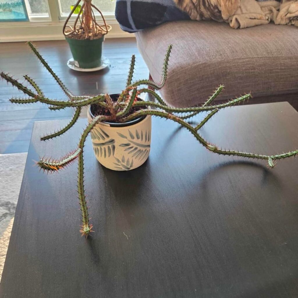 What specimen of Euphorbia is that?