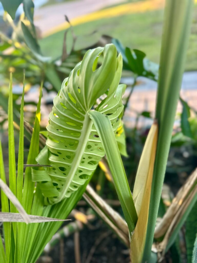 New leaf on my monstera – check out these fenestrations! 🧀🤩