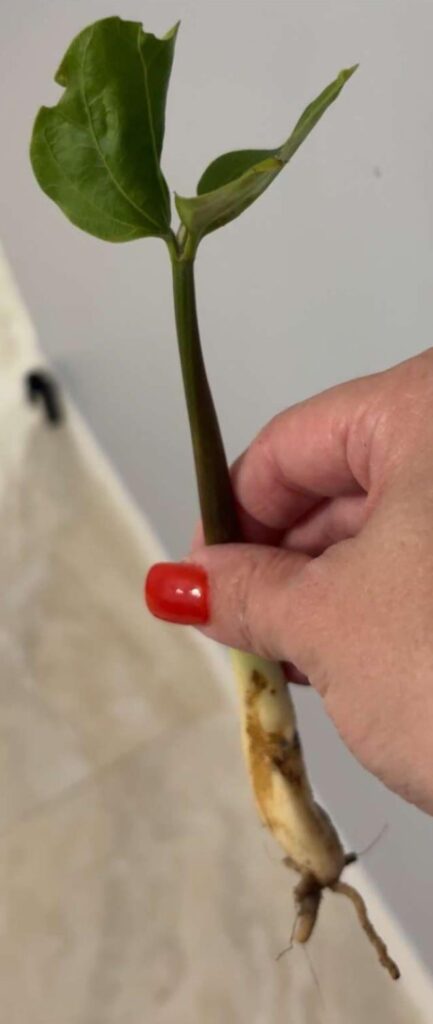 My nephew brought it up to me, what is it? Can’t tell!