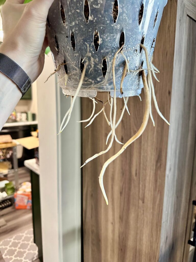 Is it normal for the roots to journey elsewhere?