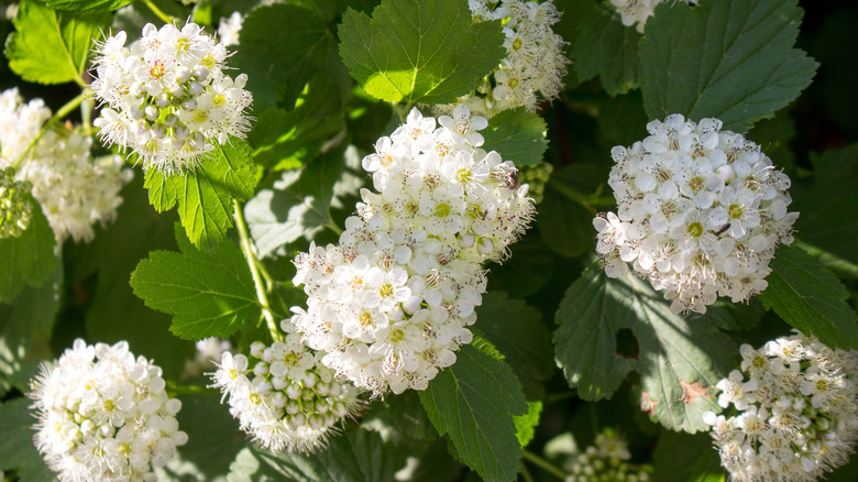 Ninebark with white blooming flowers