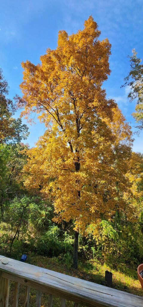 Pignut Hickory + my backyard treeline, SE Tennessee
