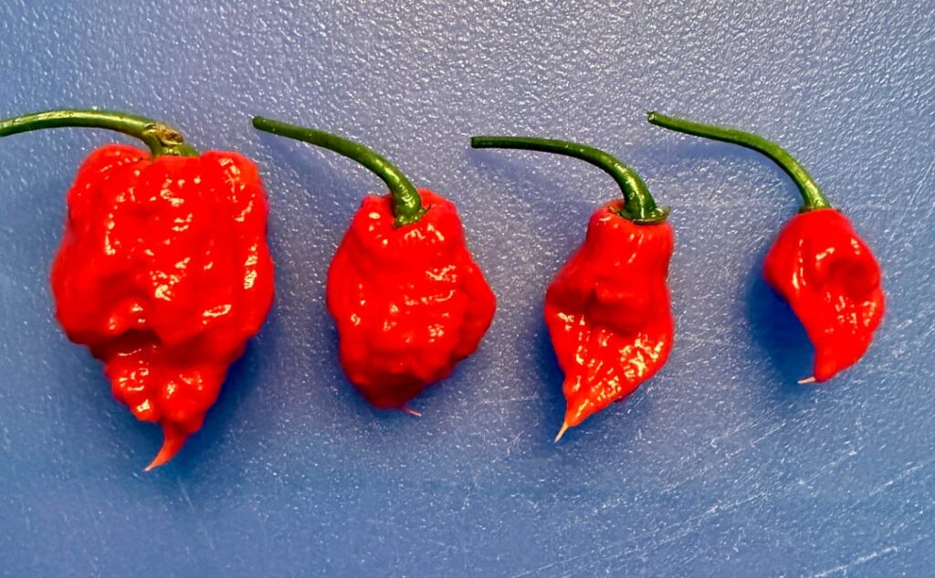 First reaper harvest First reaper harvest