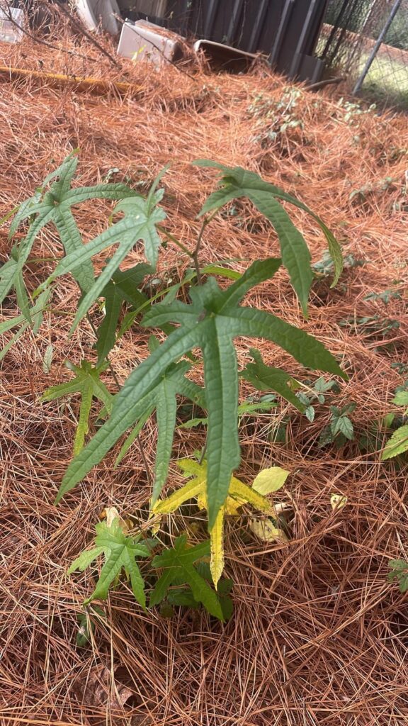 Whos this little one I found under a pine in northeast Texas? Couldnt find any similar plants in the area. Leaves feel similar to a tomato plant, a bit sandpapery.