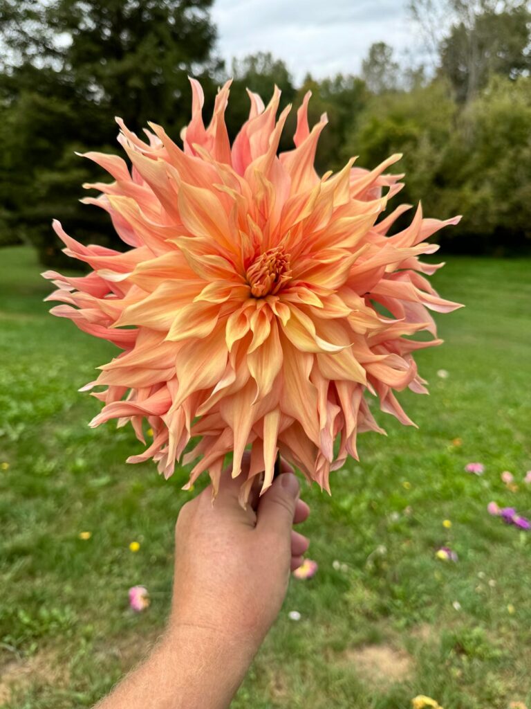 Let’s walk around the gardens in September of 2024…and talk tubers. Let’s walk around the gardens in September of 2024…and talk tubers.