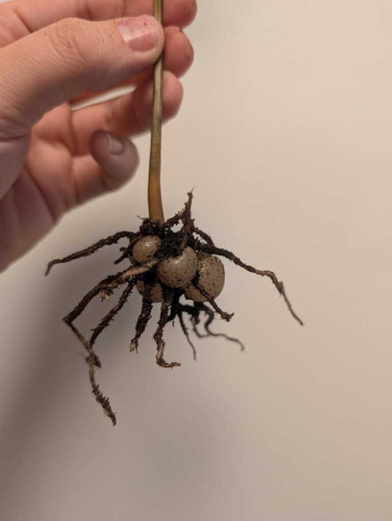 Can the rhizomes be used?