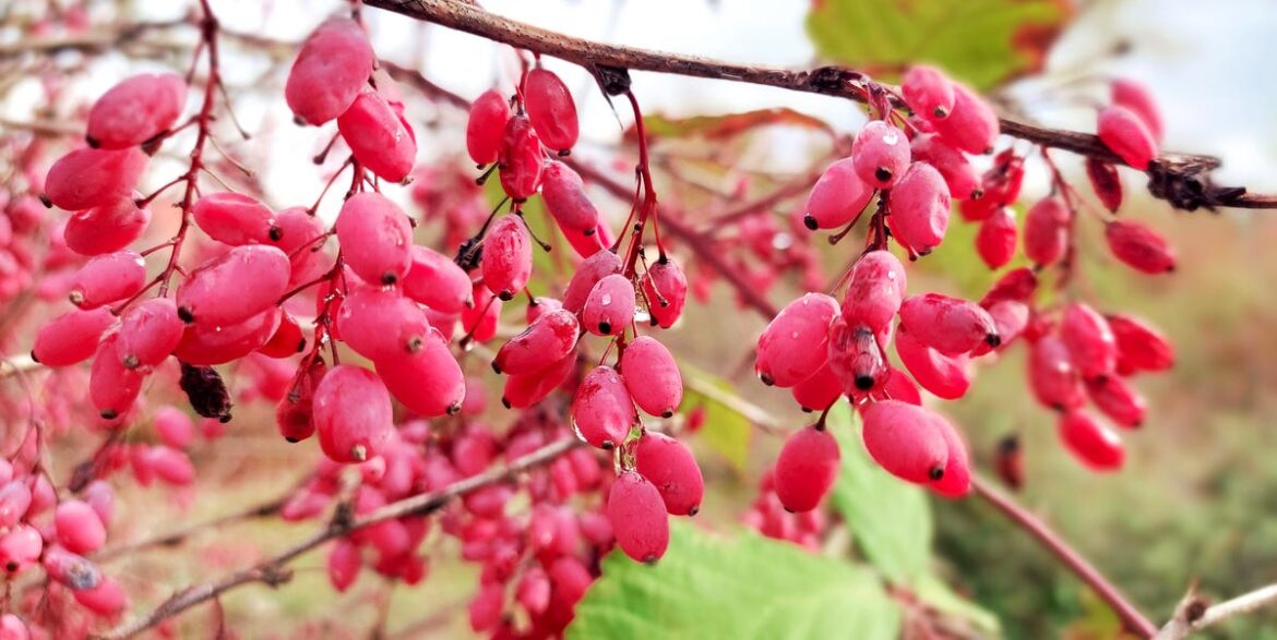 15 Plants To Prune This November Before Winter Sets In
