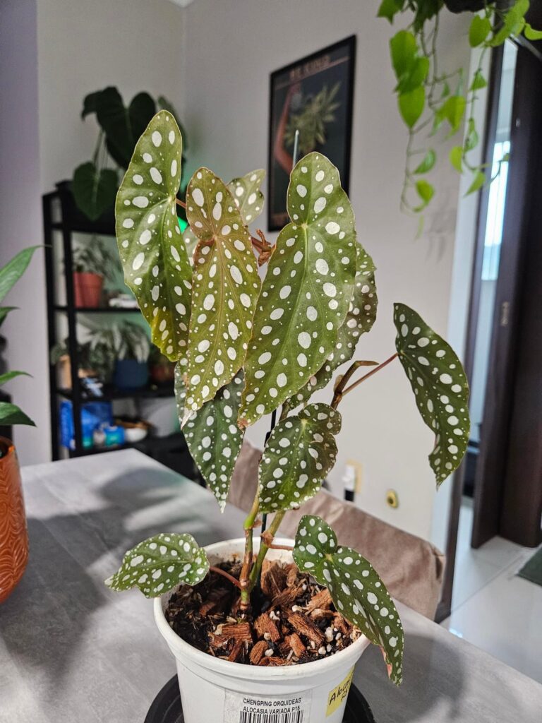 My maculata is trying to react