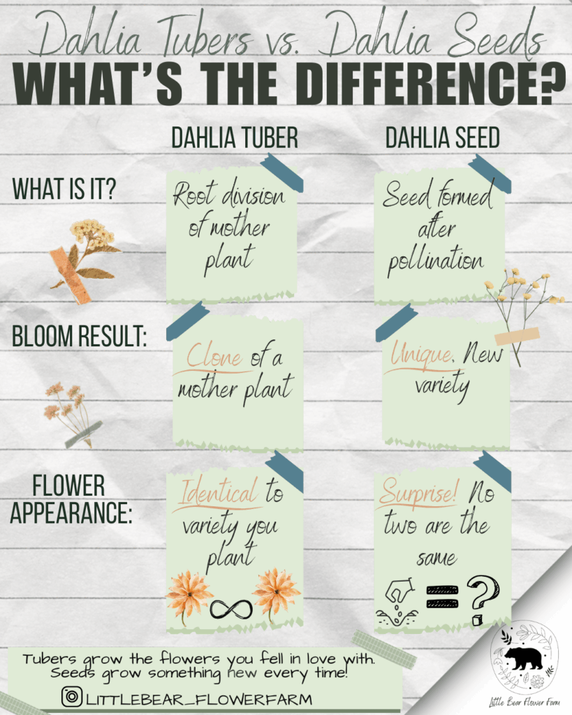 Dahlia Tubers vs Dahlia Seeds