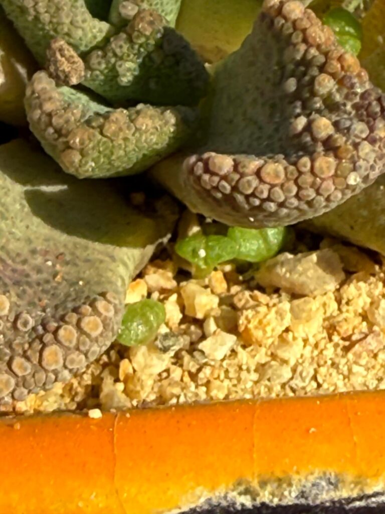 Titanopsis(?) seedlings germinated on their own?