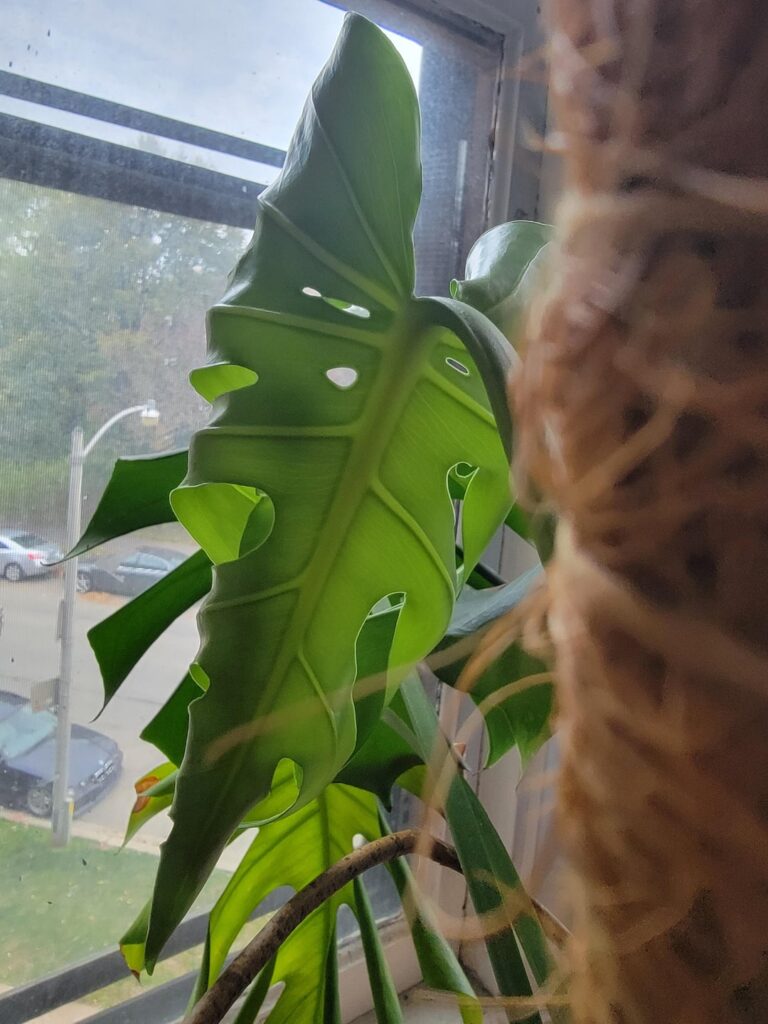 Yay! After a year I finally have my first inner fenestration!