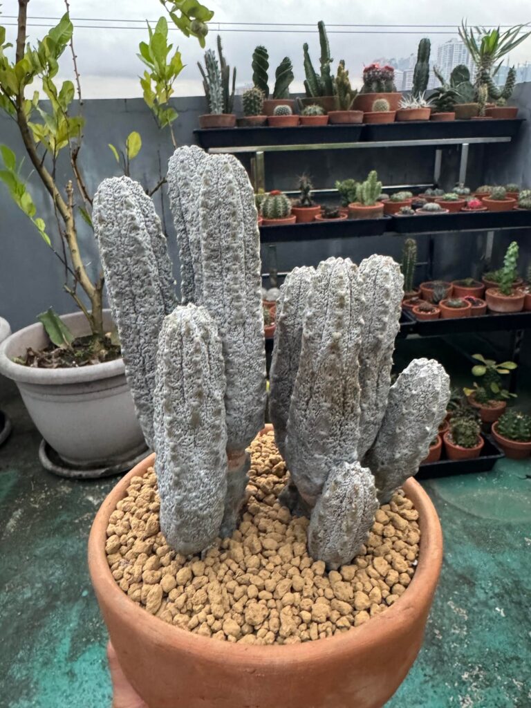 Acquired my grail euphorbia species! Euphorbia abdelkuri