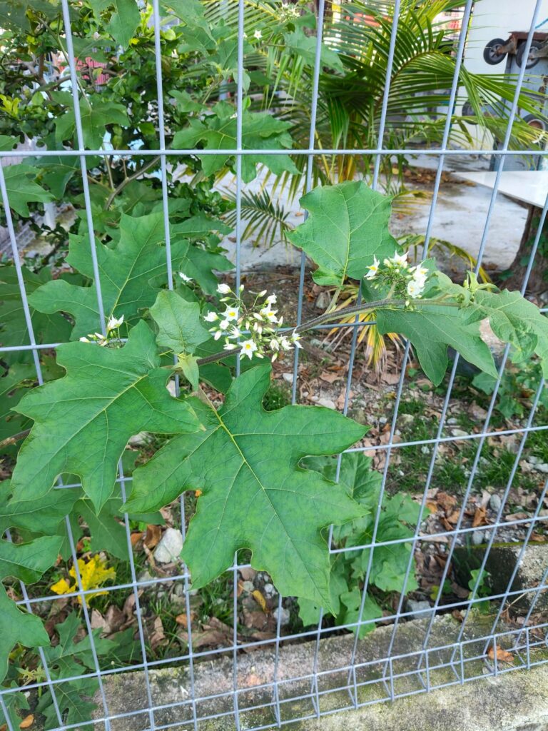 What plant is this? Penang Island, Malaysia