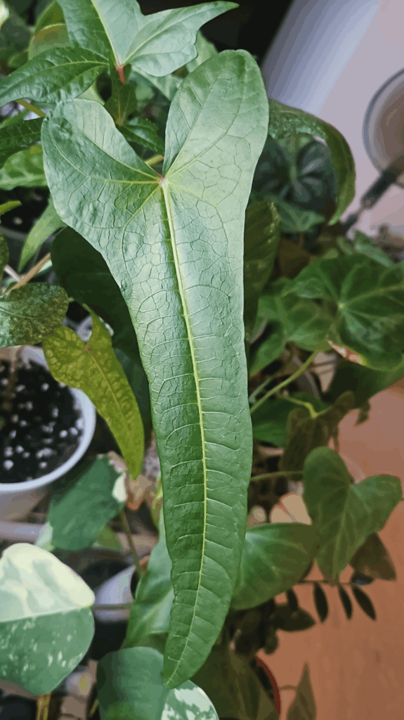 Abelmoschus Manihot PNG