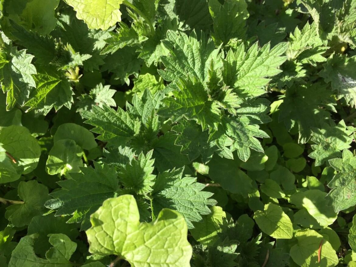 Eating Stinging Nettles