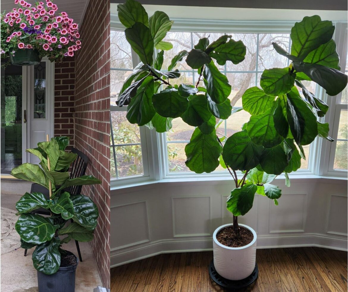 Our Costco one we bought in 2021 vs now