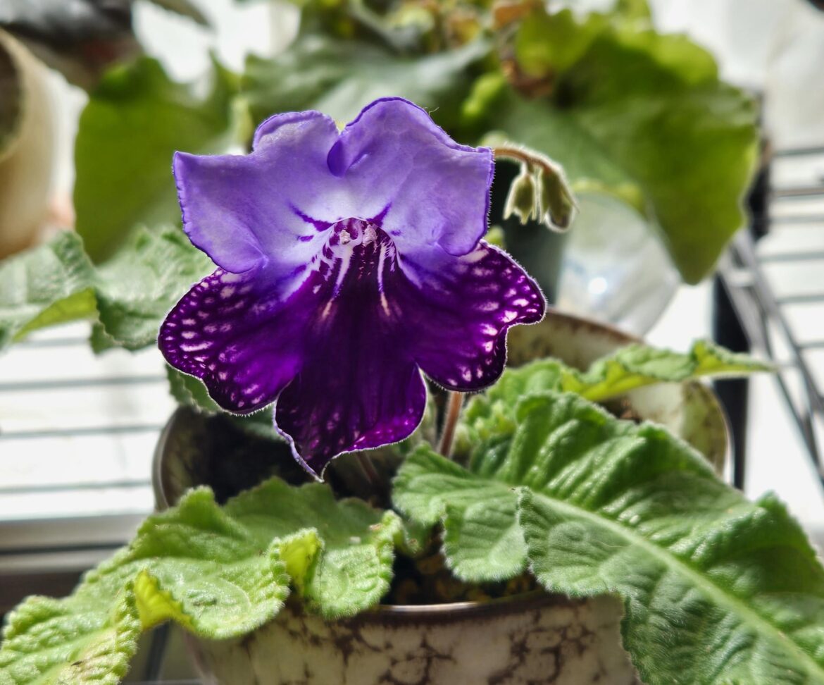 First streptocarpus bloom for me!