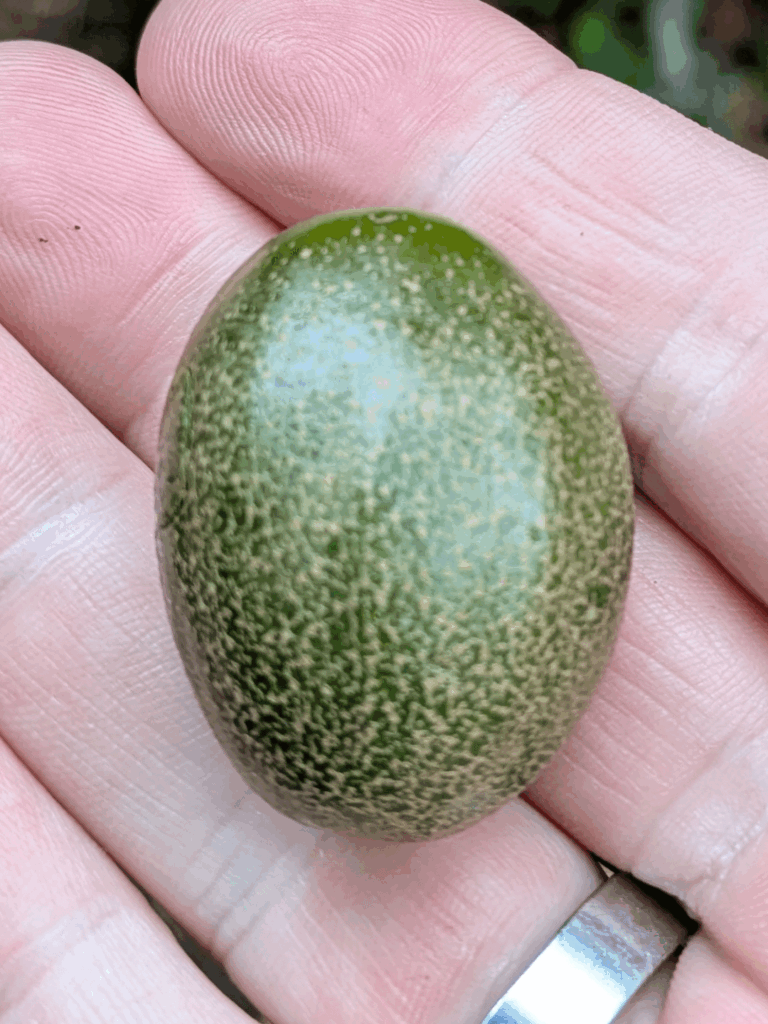 This 2-3 inch for fruit like object found in the redwood forest