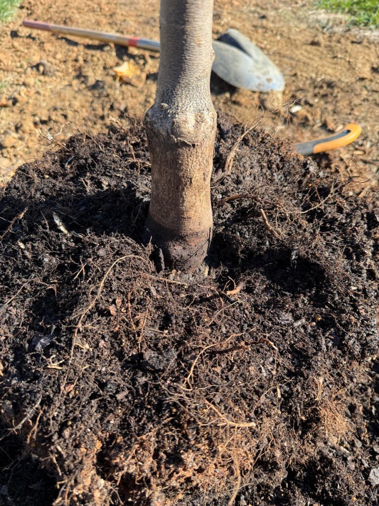 Is this enough root flare?