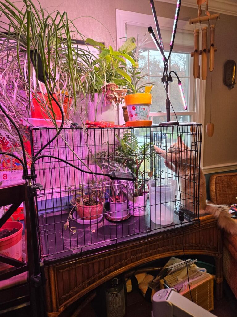 Cats.. and plants