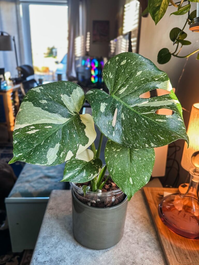 2 weeks with my first Monstera, I can’t get enough of him 🤩 2 weeks with my first Monstera, I can’t get enough of him 🤩