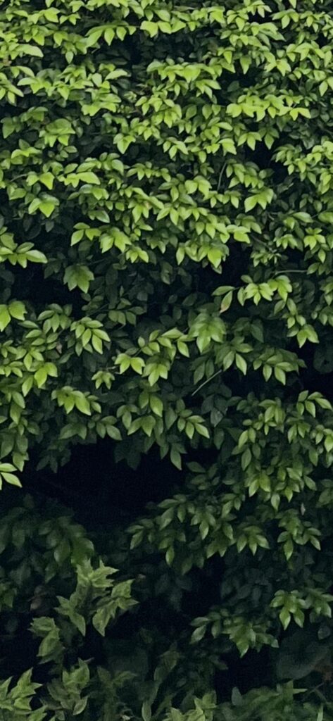 Help me identify this species