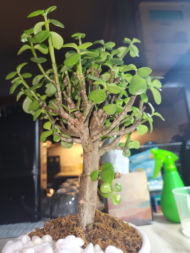 What is this?