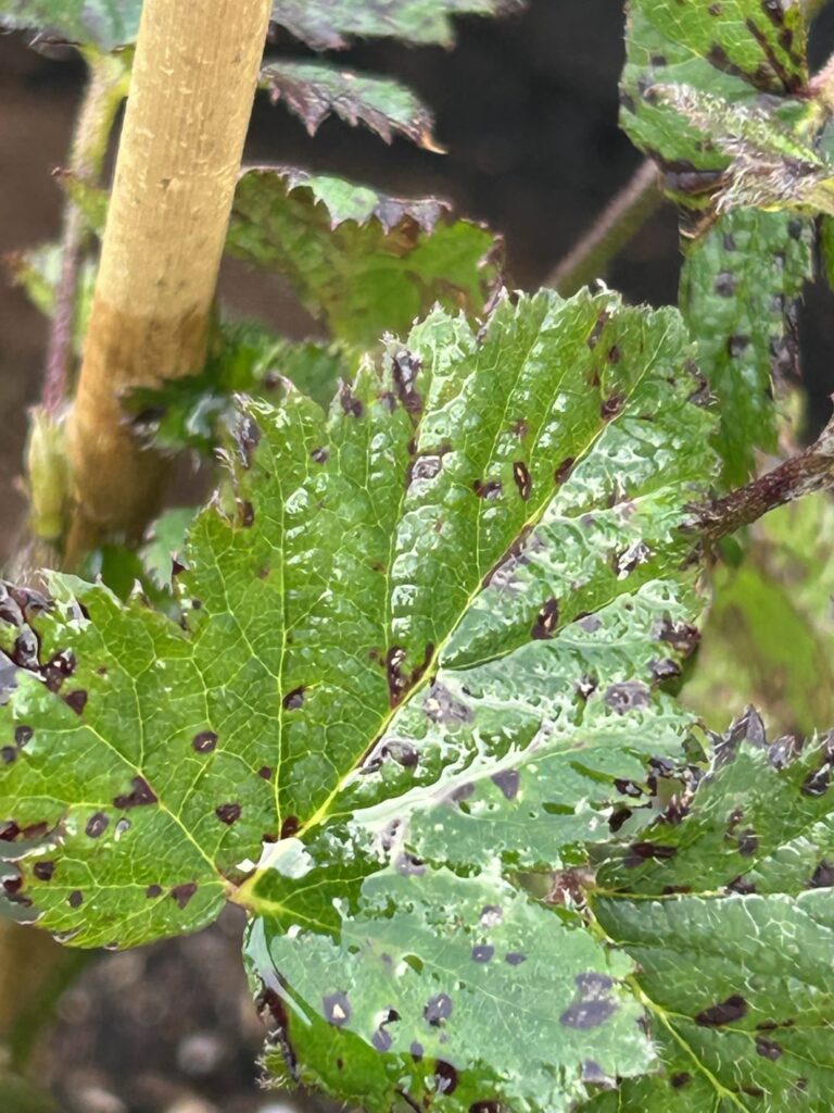 Diseased thornless blackberry?
