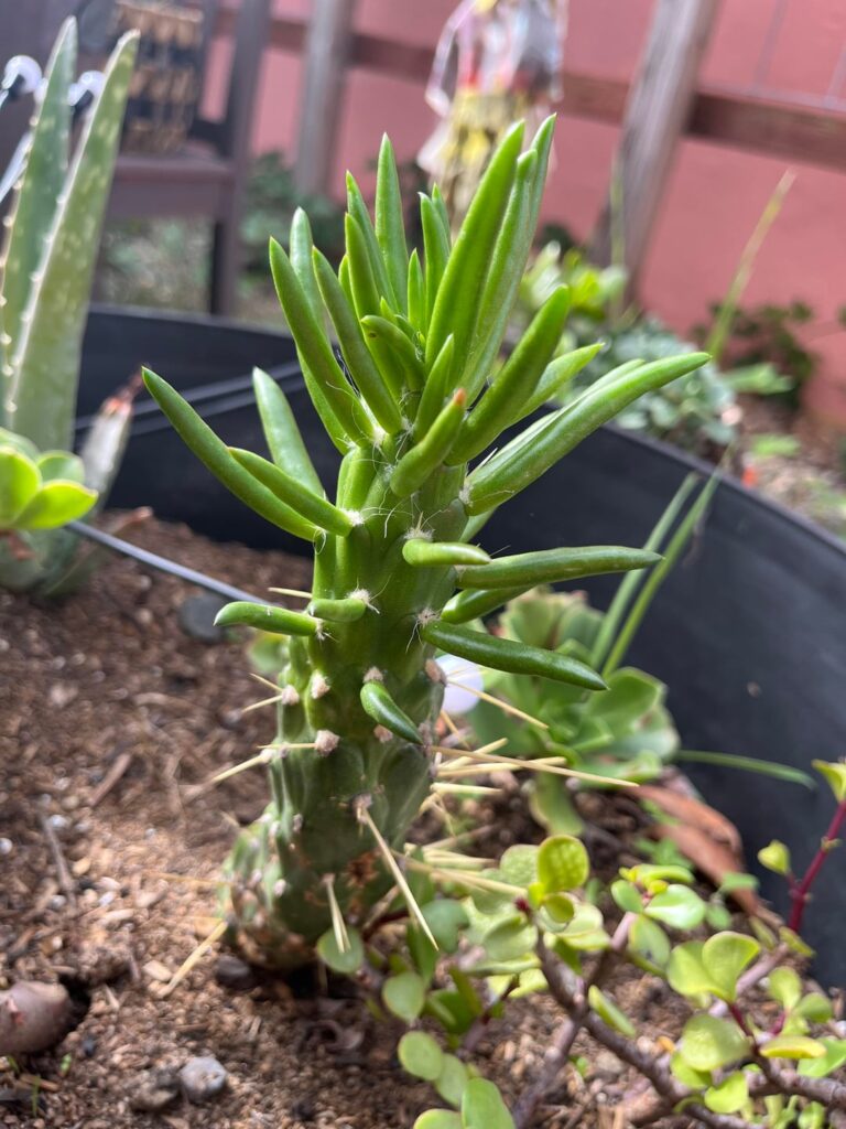 My cactus is getting less prickly…what is happening?