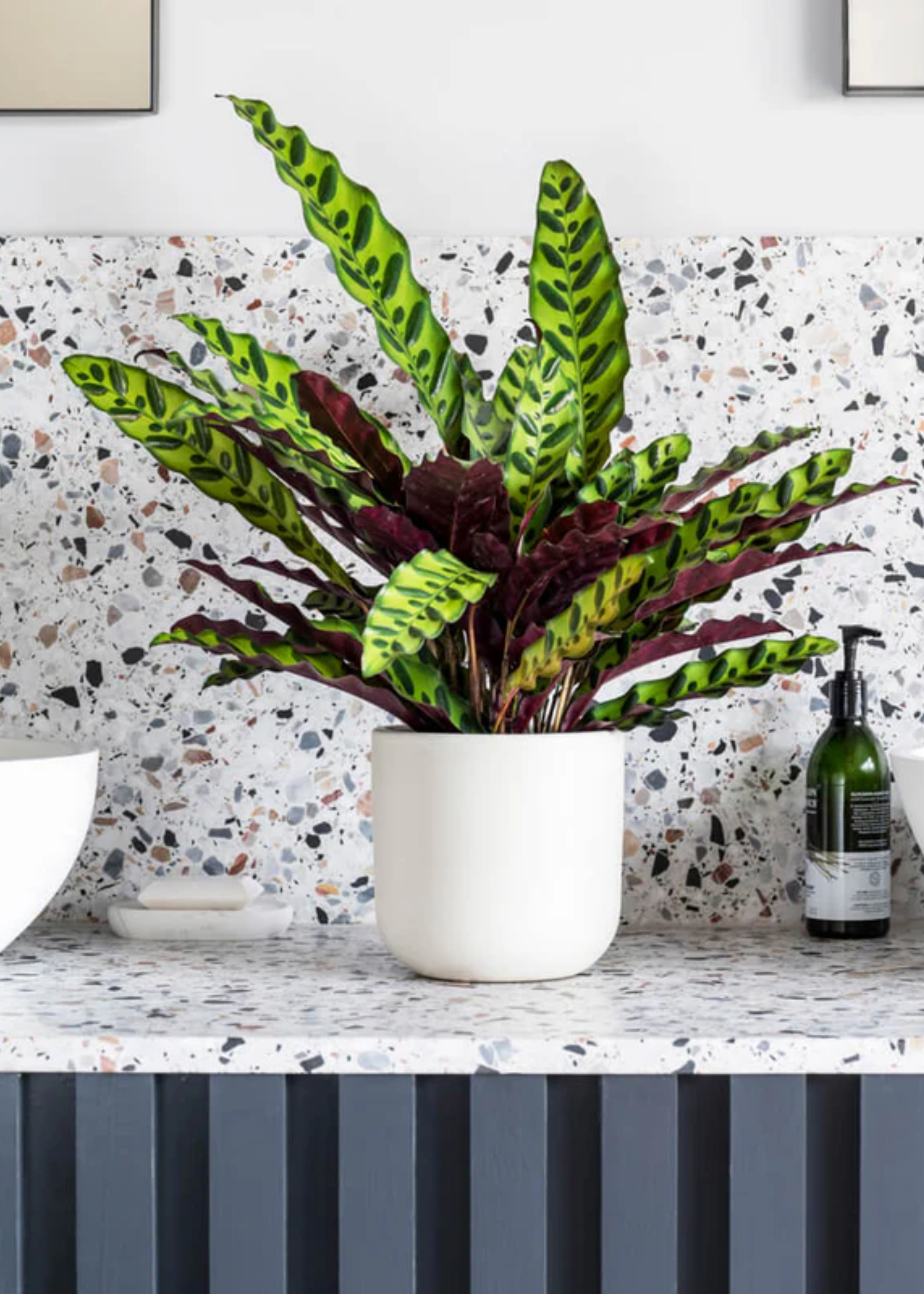 A rattlesnake plant on a terrazzo bathroom counter