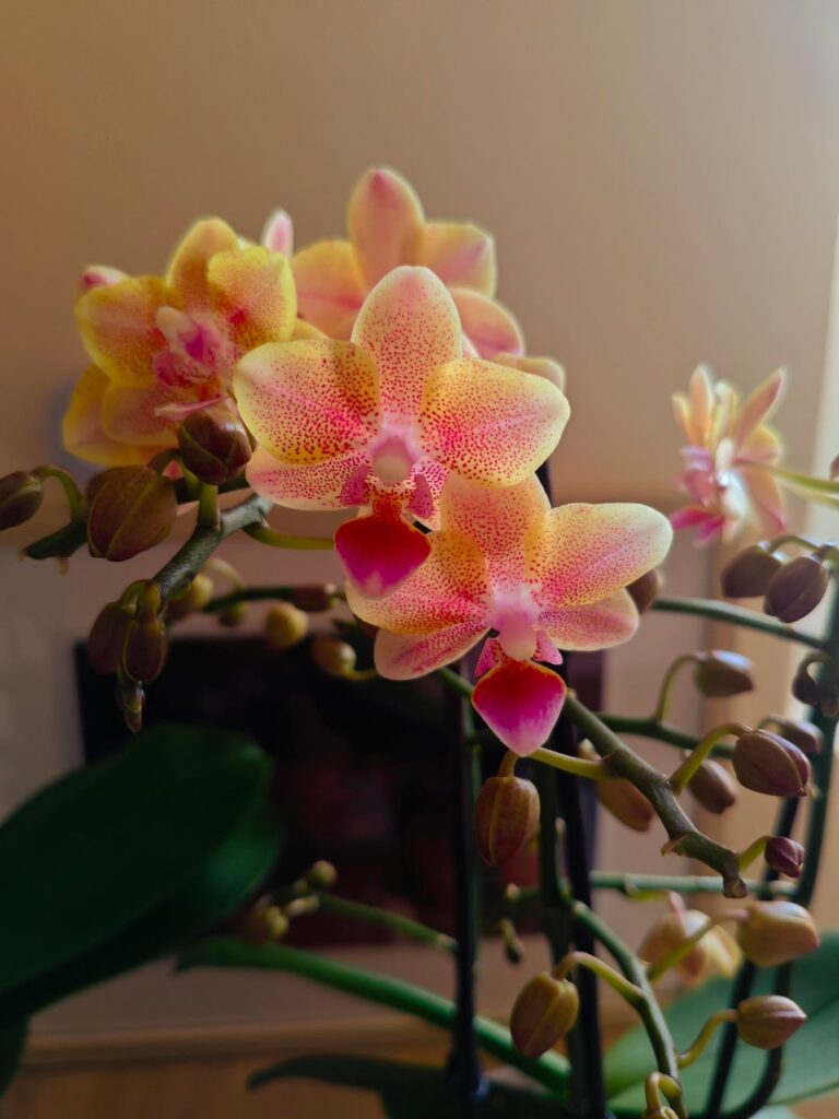Prettiest one by far, it's INSANELY glittery 🧚