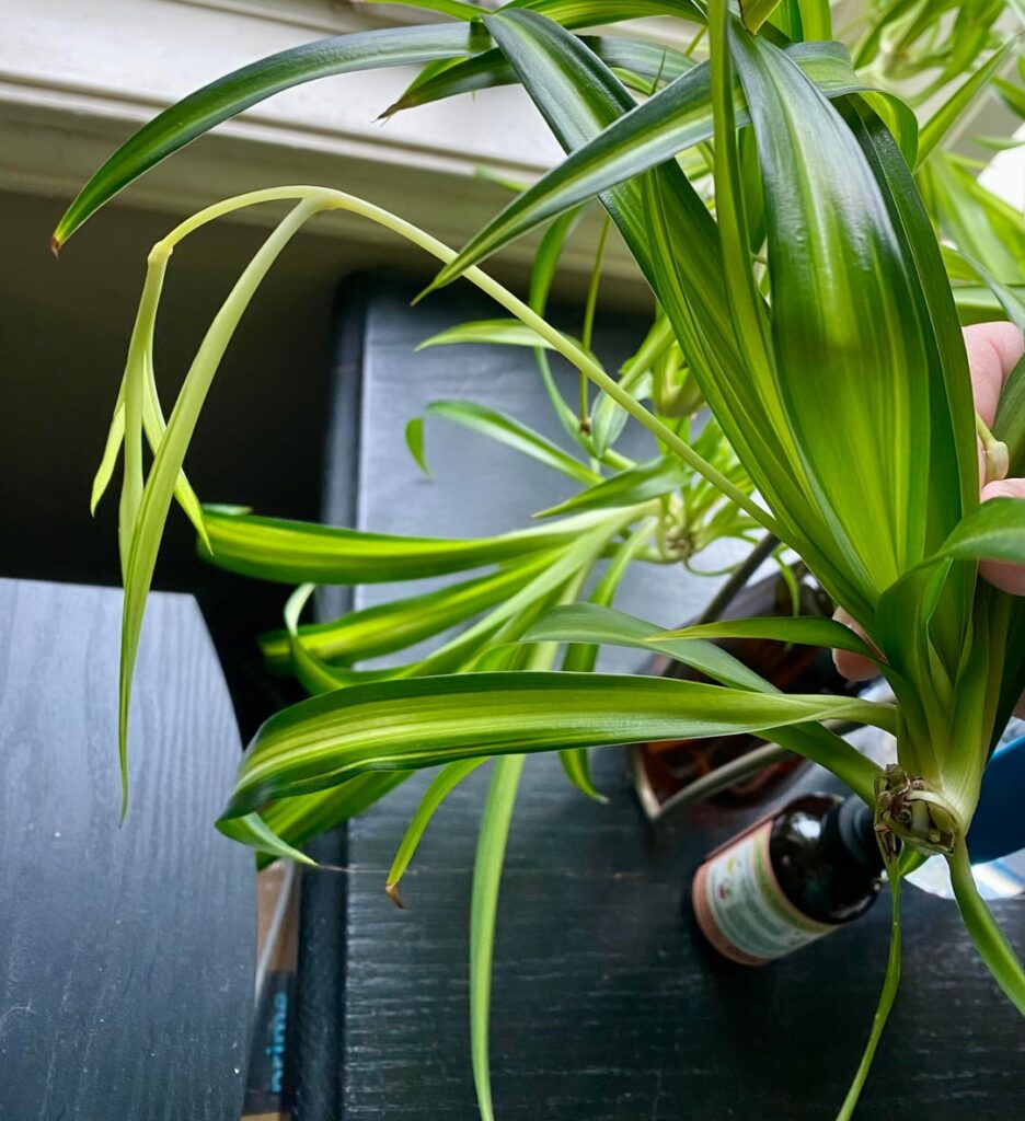 Babies having Babies?