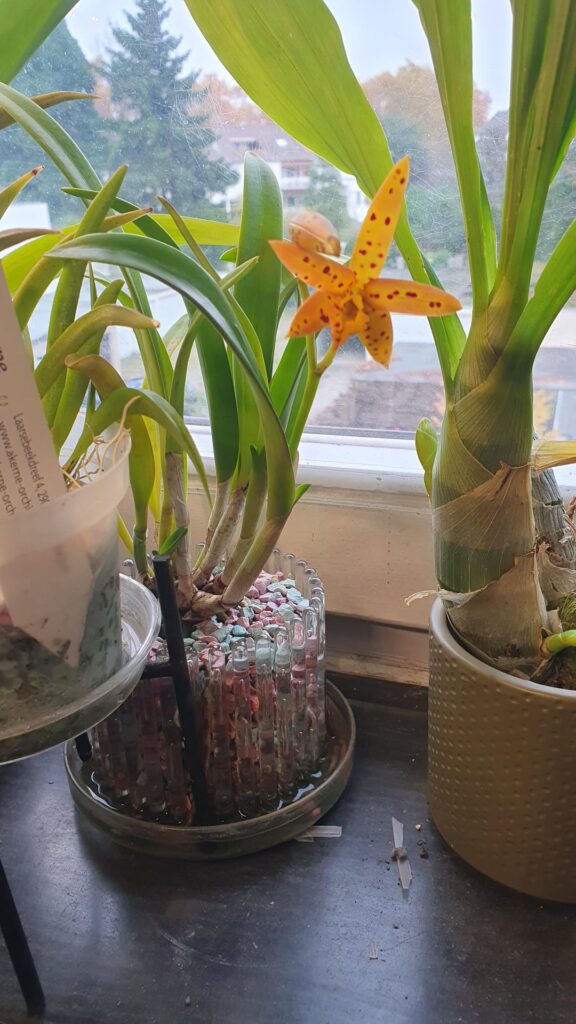 The winter blooming season is starting...