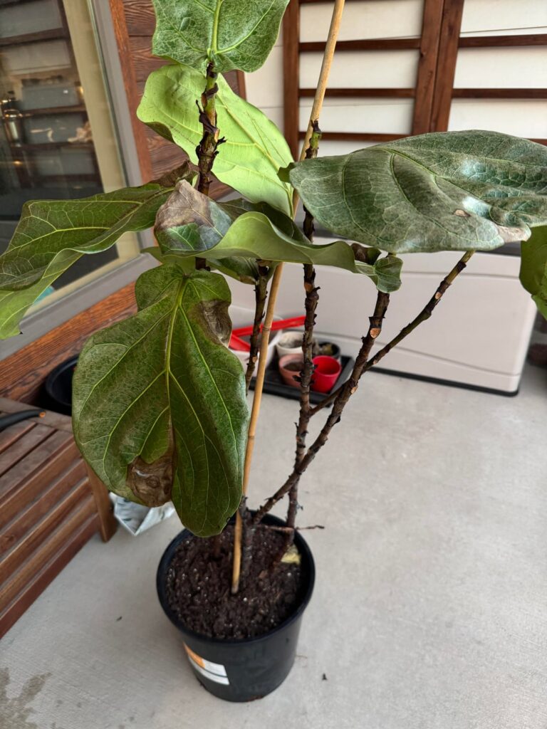 Help! Can I save her? Help! Can I save her?