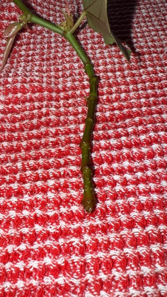 What is this on my water prop?