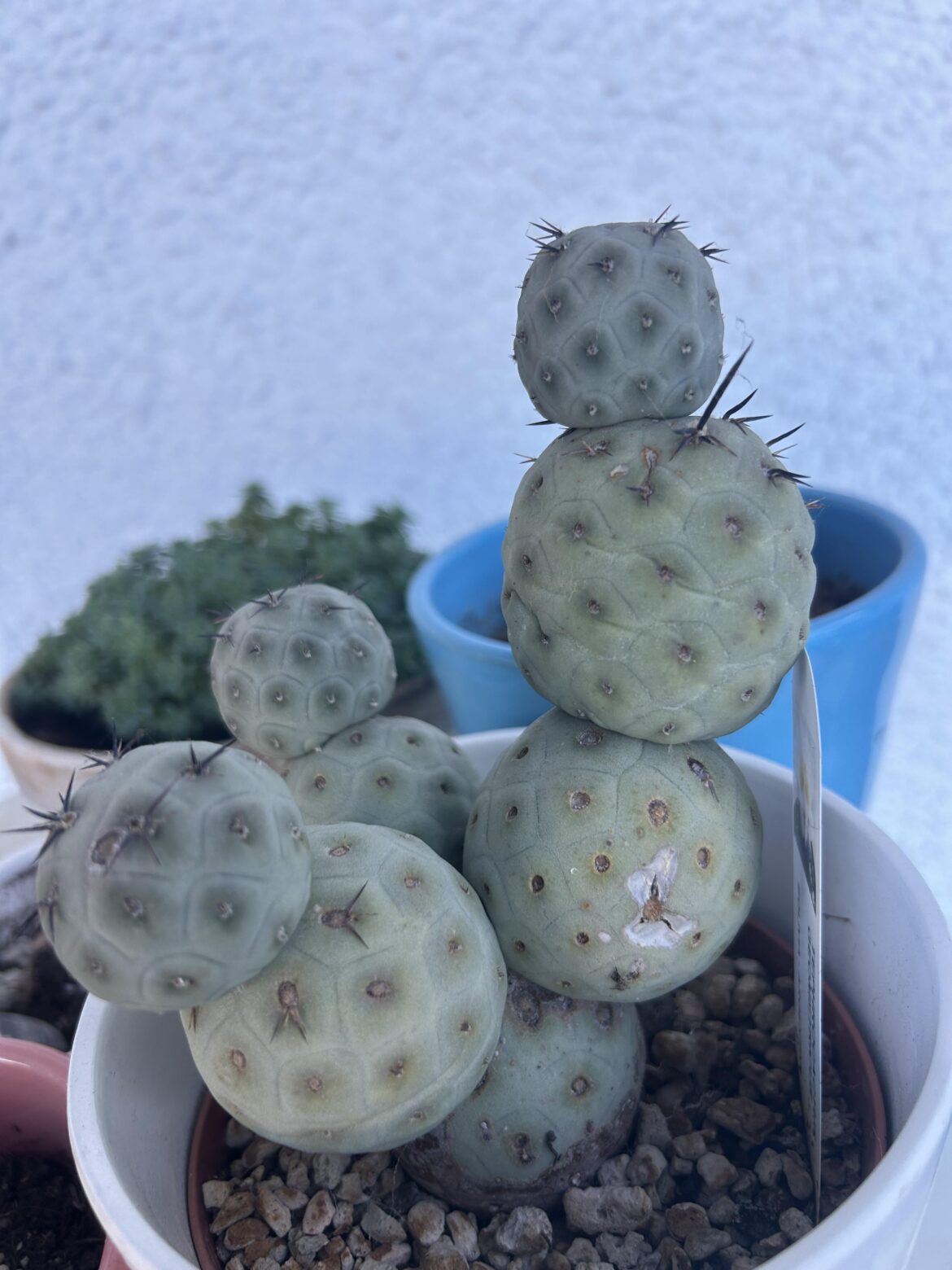 Tephrocactus geometricus
