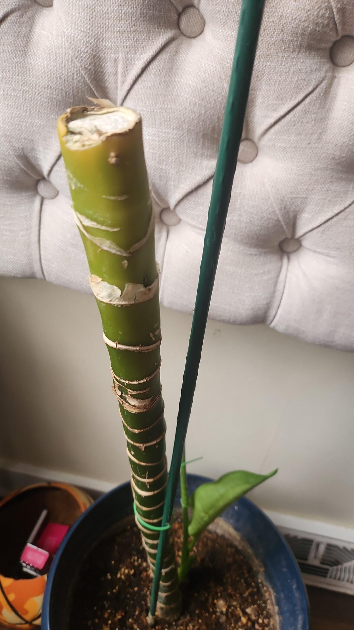 Everytime I've cut this to propagate it, it dies.