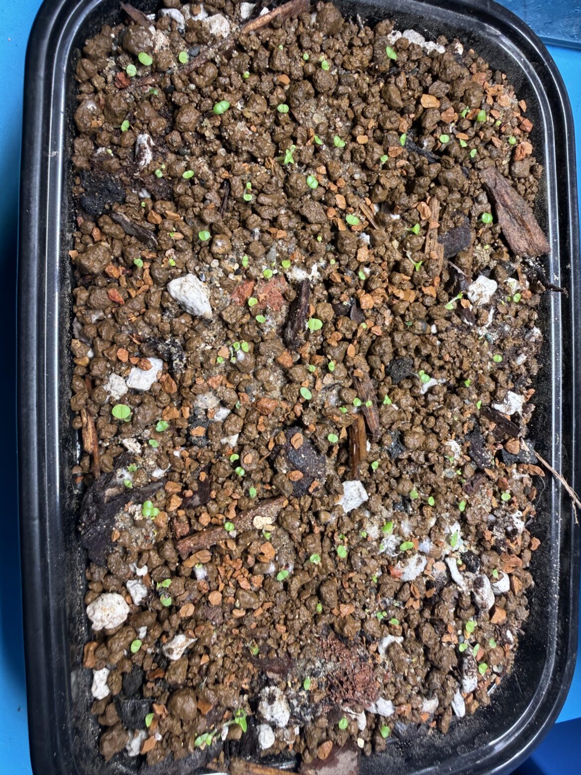 6M project – alllllll the germination 6M project - alllllll the germination