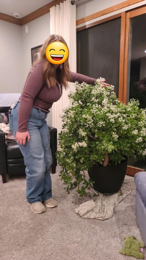 My grandma's 30+ year old Jade (little sister for scale)