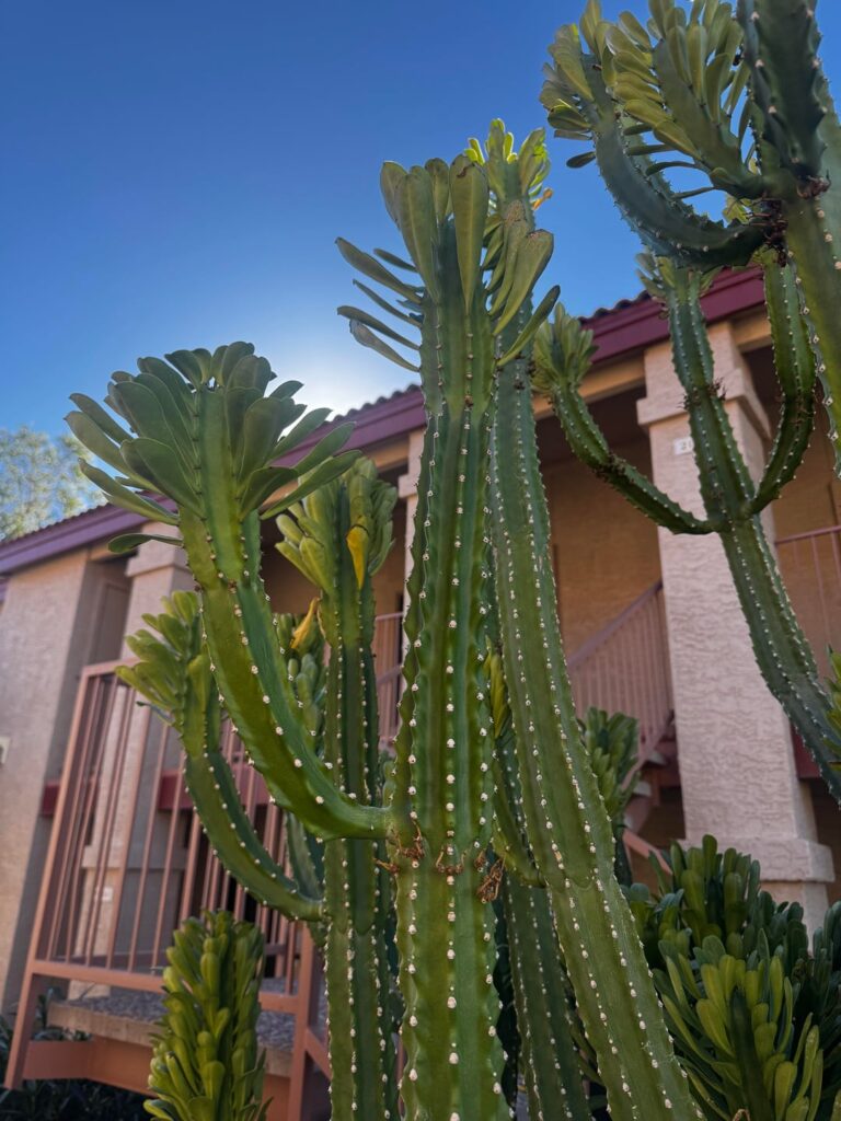 Wondering what this is? Looks like an African milk tree but has a lot more sides