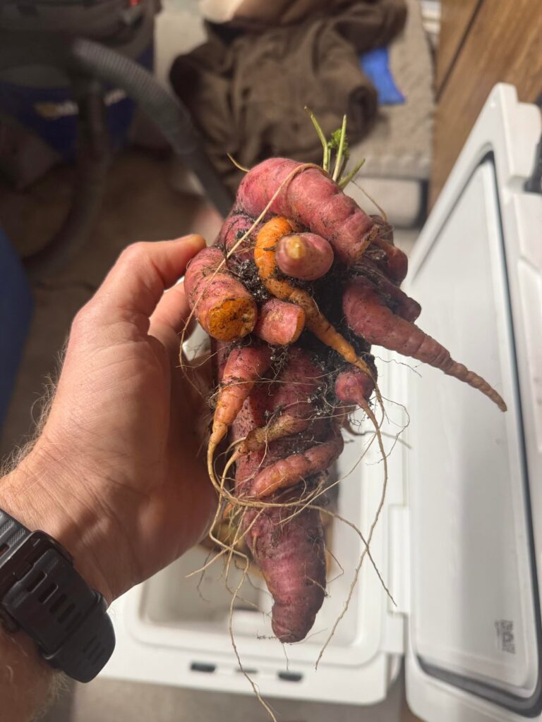 Mutant Carrot