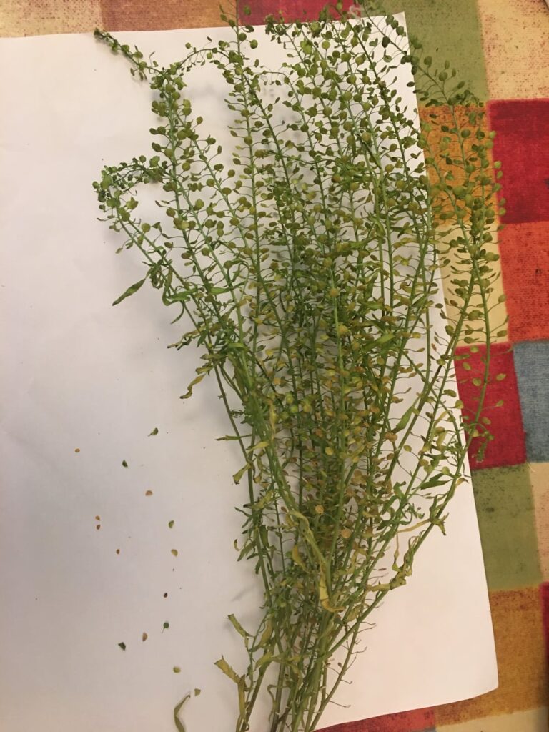 Unknown plant from UK shop bought bouquet — seed pods with orange seeds Unknown plant from UK shop bought bouquet — seed pods with orange seeds