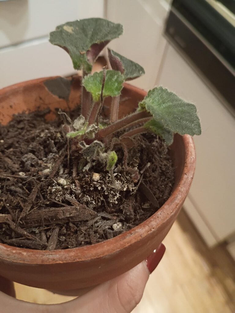 Help with care after a fall :(