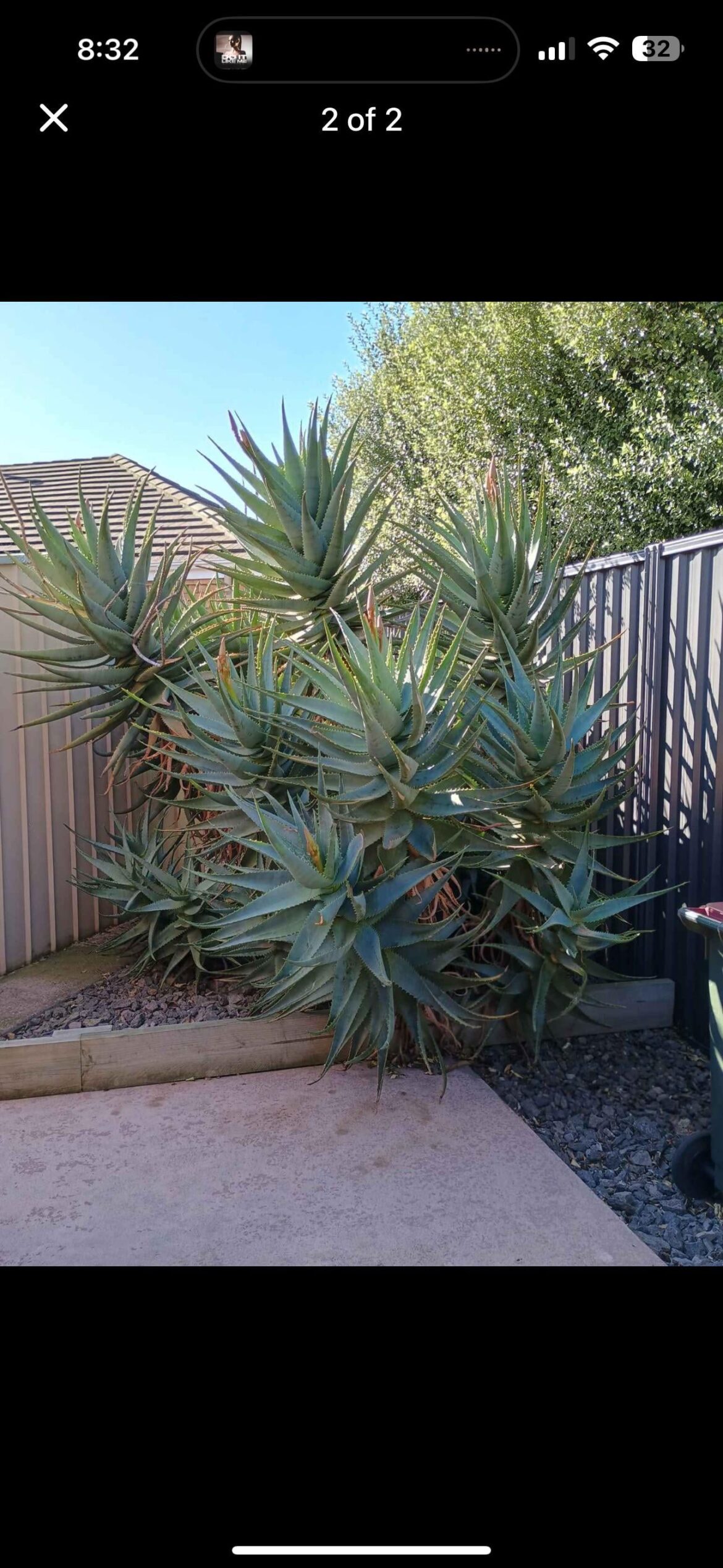 What variety of Aloe Vera? These things look HUGE for an Aloe