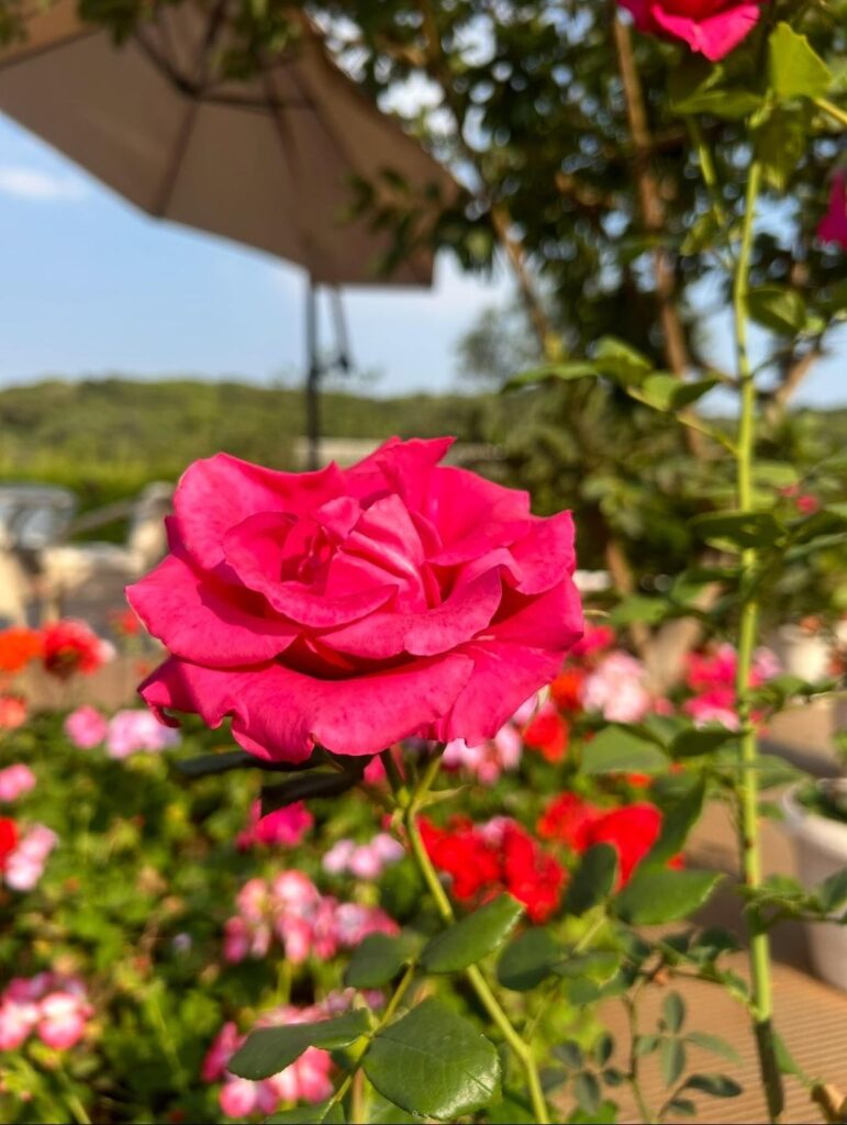 Nothing beats the timeless beauty of a rose in full bloom. 🌹